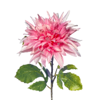 Zijde Dahlia roze closeup